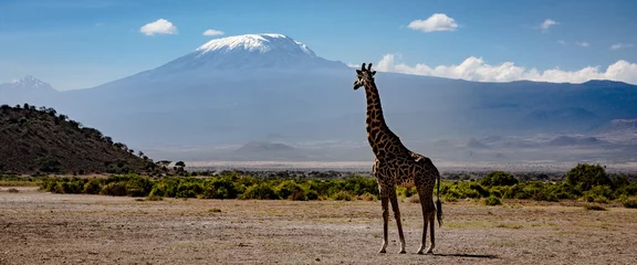 Papier Peint photo autocollant Kilimandjaro girafe en afrique