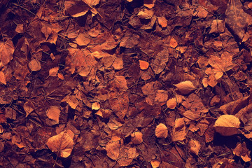 fallen leaves background / autumn background yellow leaves fallen from a tree