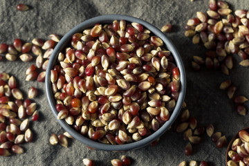 Raw Dry Organic Purple Popcorn