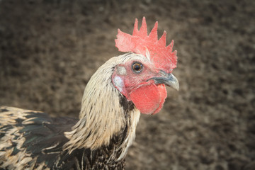 Portrait of a rooster close-up, side view.