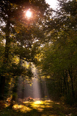 Rayon de soleil entre les branches d'un hêtre en Forêt de Crécy