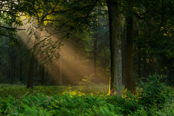 Rayon de soleil à travers les ramures des arbres en forêt de Crécy - obrazy, fototapety, plakaty