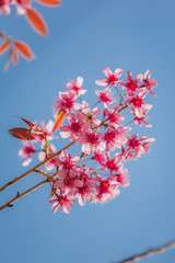 Cherry blossoms in Chiang Mai, north of Thailand.