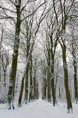 Neige sur la Forêt de Crécy