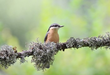 Nuthatch