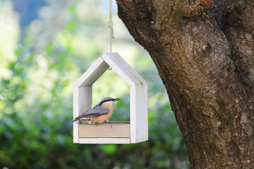 Nuthatch