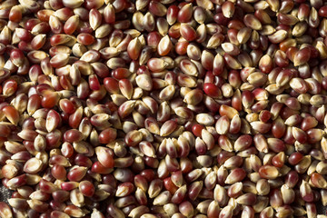 Raw Dry Organic Purple Popcorn