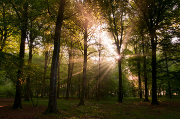 Fototapeta na wymiar Rayons de soleil dans la brume matinale en forêt de Crécy