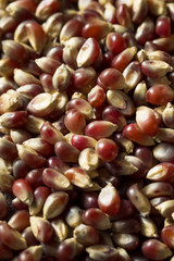 Raw Dry Organic Purple Popcorn