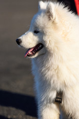 Samoyed White Dog Cute face Pet 