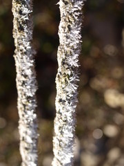 Raureif, frost, winter, Eiskristalle, ice crystals