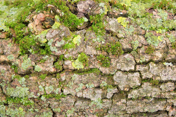 background with fur. the texture