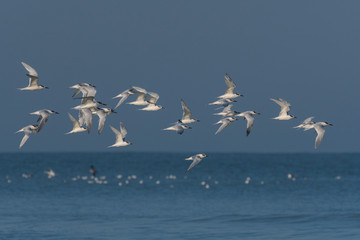 Parc de la Bouvaque à Abbeville