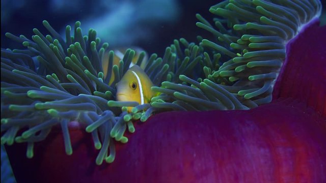 Maldive Anemonefish , Amphiprion nigripes ,Indian Ocean , Maldives