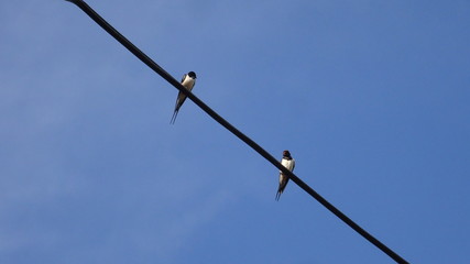 Two swallows on a wire with a blue sky