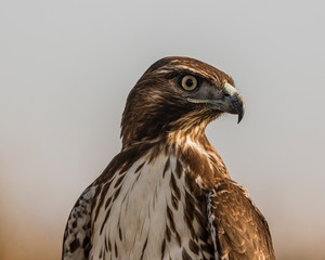 Hawk Headshot