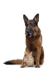 dog with a rabbit on a white background. two animals together. Pet friendship