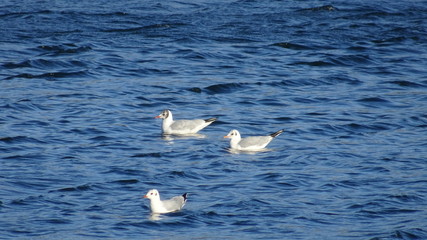 Gulls on blue water