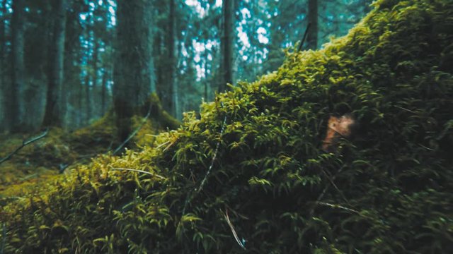 Natural old forest, mossy trees, closeup macro view