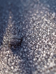 Nagel, Holz, nail, wood, winter, frost