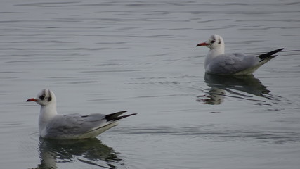 Two gulls on water