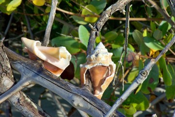 Shells on Trees