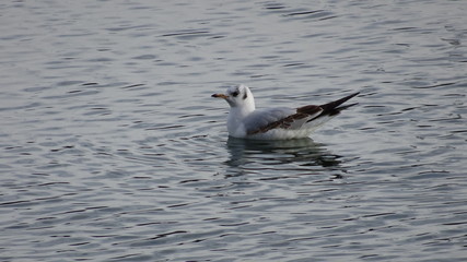 Gull on water