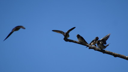 Swallows on a branch with blue sky