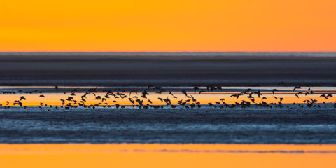 Limicoles (bécasseaux, courlis, gravelots, huitriers...) en baie de Somme au crépuscule à marée...
