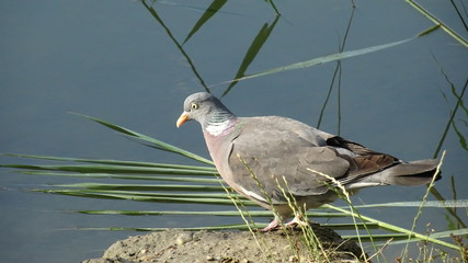 Common wood pigeon