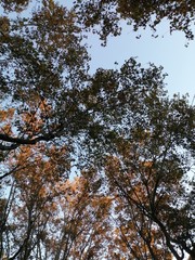 Arbol y cielo en otoño