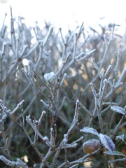 Zweige, winter, twigs, Raureif, frost
