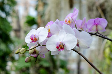 Obraz premium Phalaenopsis orchids bloom at the botanical greenhouse. Tropical floral background.