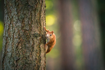 Portrait of squirrel on the tree trunk. Wildlife Concepts. Photography of wild animal playing with photographer and posing. Natural light. Stepanka par, Mlada Boleslav, Czech republic.