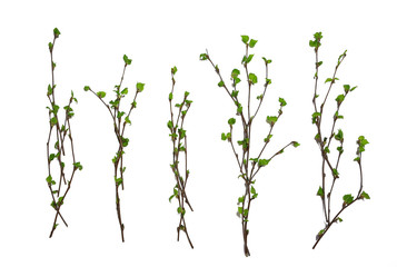 white background branches small leaves spring / isolated on white young branches with buds and...