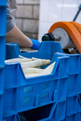 Industrial processing of white asparagus vegetable on agricultural farm in Netherlands, washing, peeling, sorting and packing for delivery