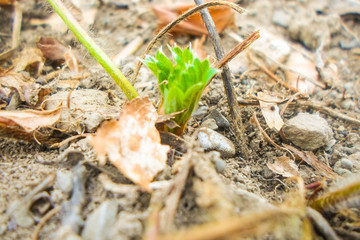 Young shoots of strawberries grow in the garden at spring time. Top view.