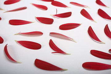 pink and red petals background / abstract aroma background, spa pink petals