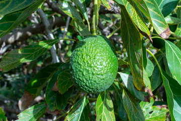 New harvest on avocado trees plantations on La Palma island, Canary islands, Spain