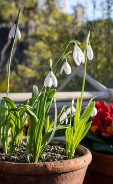 Spring Snowdrop Flowers In Pots