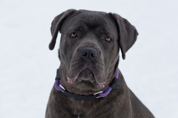 Portrait of sad cane corso italiano. Close up. Pet animals.