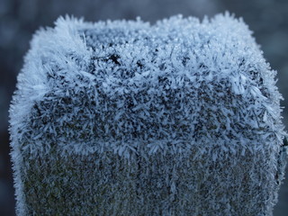 Holz, gefroren, frozen wood, Raureif
