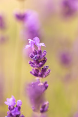 Fototapeta na wymiar Close up ear of lavender purple aromatic flowers at lavender field in summer