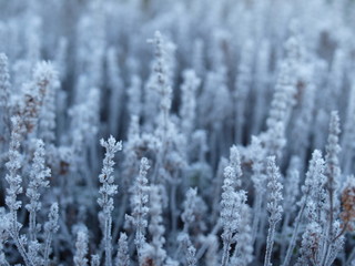 Winter, Eisblumen, Frost, plants, frozen