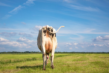Grazing cow from behind, swinging tail and large udder in a field under a blue sky.