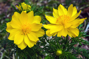 Top view of flowers Adonis vernalis, known as pheasant's eye, spring pheasant's eye, yellow pheasant's eye