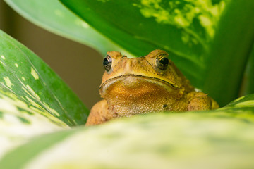 Front view of angry Asian black-spined, black-spectacled, common Sunda and Javanese toad (Chordata, Amphibia, Anura, Bufonidae, Duttaphrynus melanostictus) reveal the lower part and under mouth
