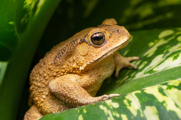 Asian common, Asian black-spined, black-spectacled, common Sunda and Javanese toad (Chordata, Amphibia, Anura, Bufonidae, Duttaphrynus melanostictus) resting on the leaf while facing the right side