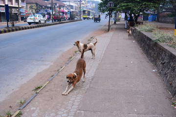 Street dogs in India