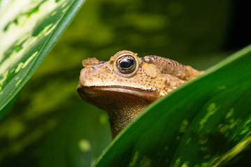 Asian black-spined, black-spectacled, common Sunda and Javanese toad (Chordata, Amphibia, Anura, Bufonidae, Duttaphrynus melanostictus) resting and hiding on the leaf, reveal the head part at night